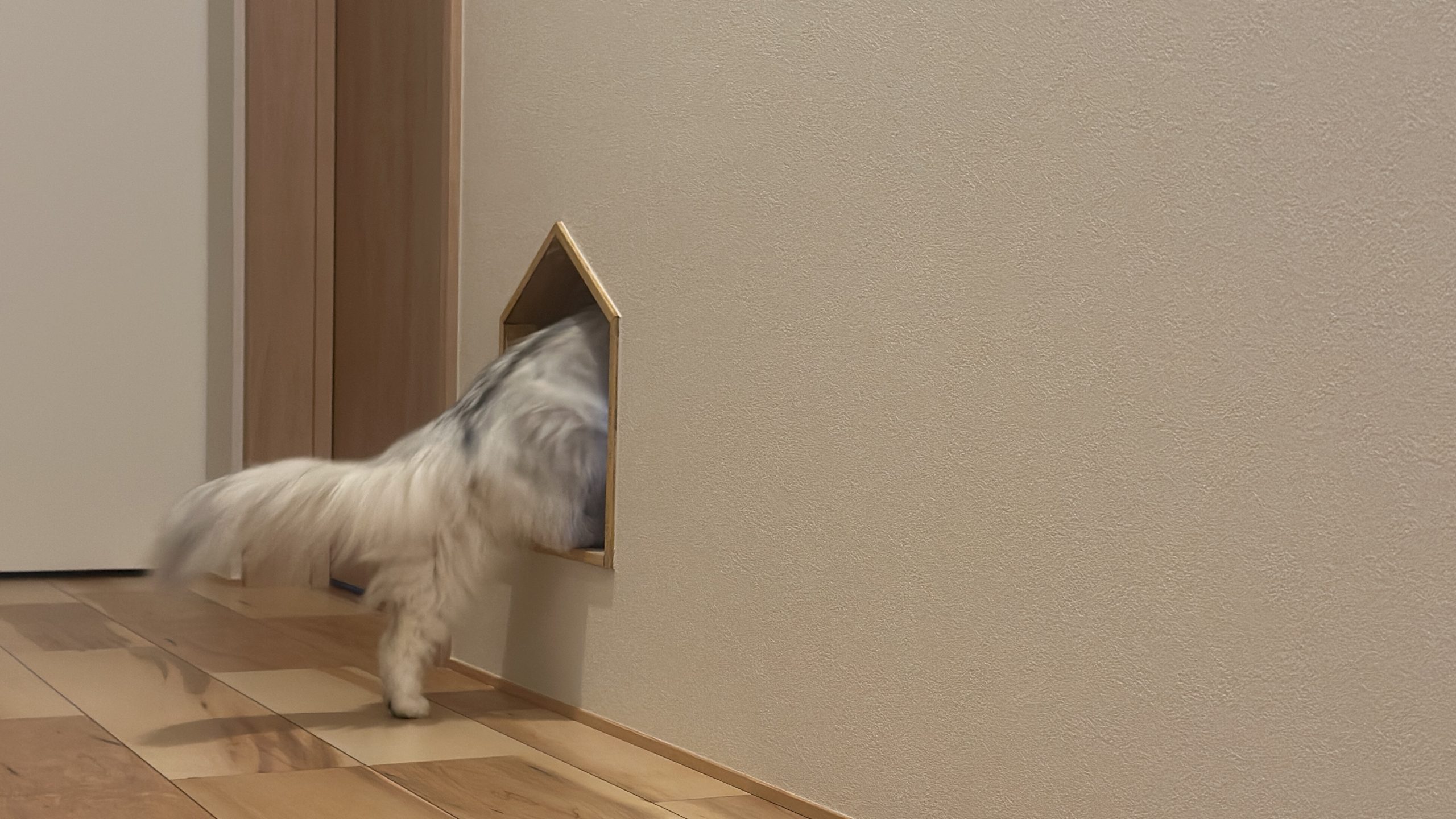 グランハウス-グランハウス一級建築士事務所-現場管理-猫と暮らす家-愛猫家-キャットドア