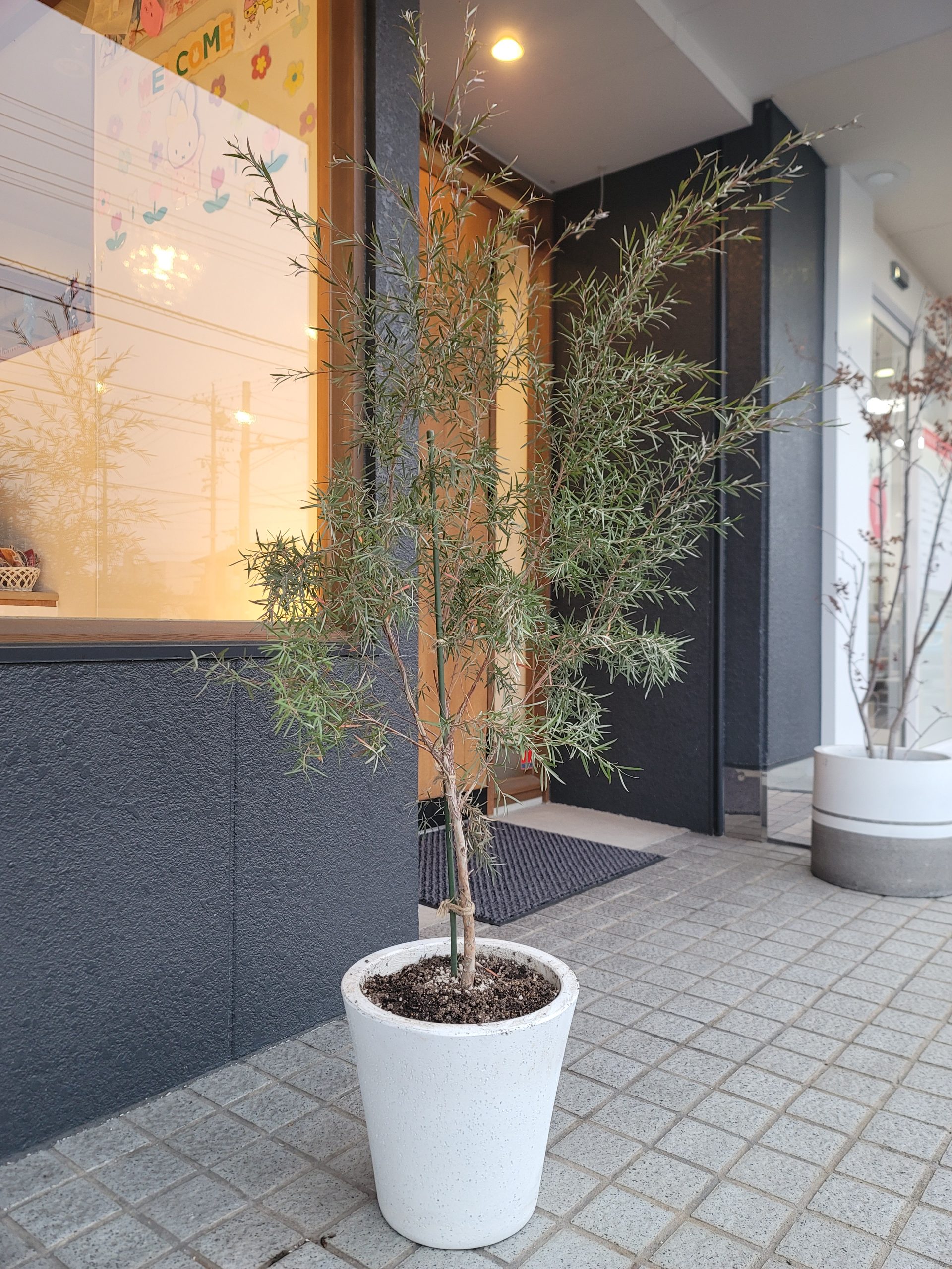 グランハウス‐グランハウス一級建築士事務所-可児スタジオ‐植栽-観葉植物-おすすめ植栽-シルバーティ