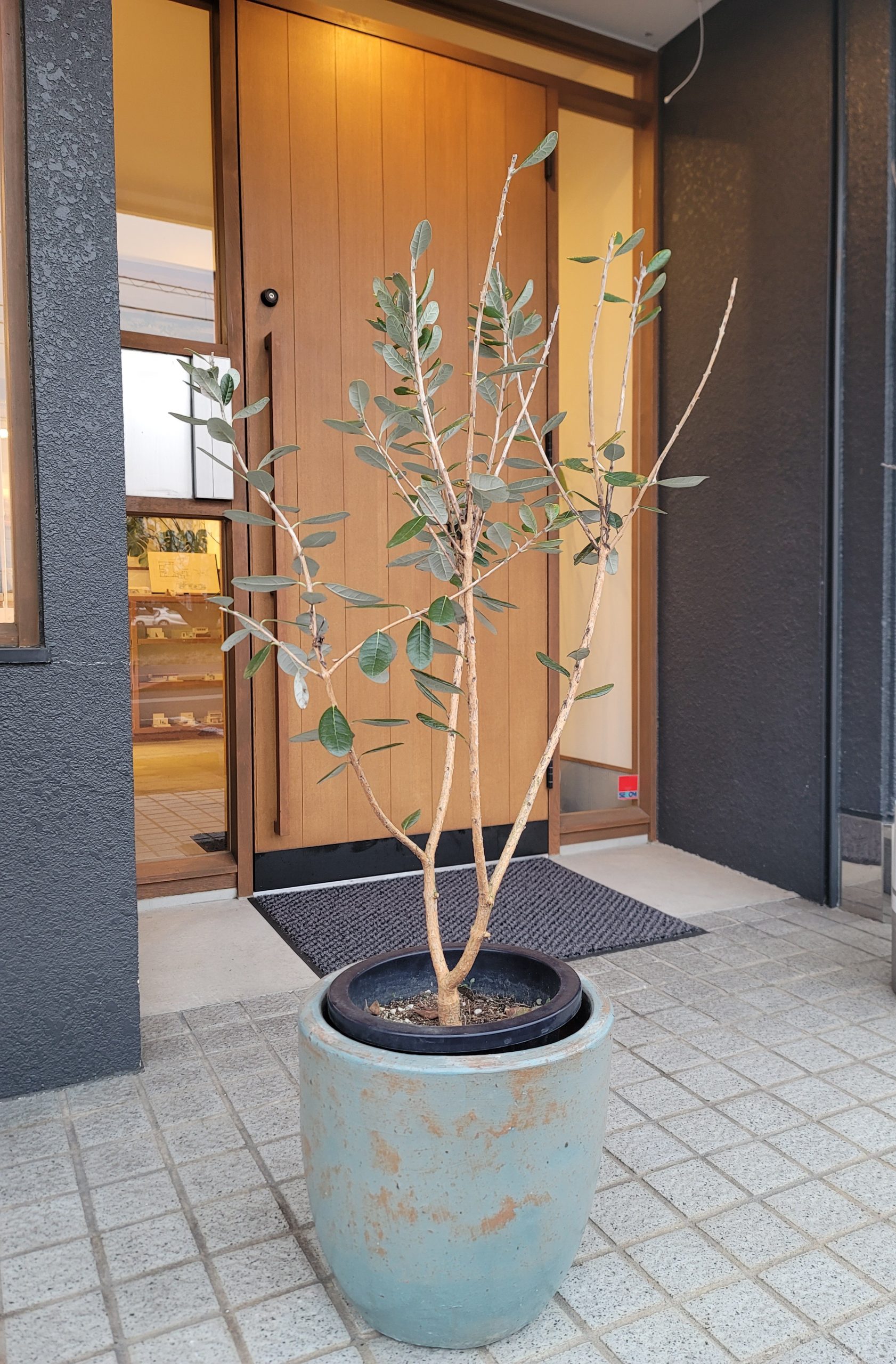 グランハウス‐グランハウス一級建築士事務所-可児スタジオ‐植栽-観葉植物-おすすめ植栽-フェイジョア