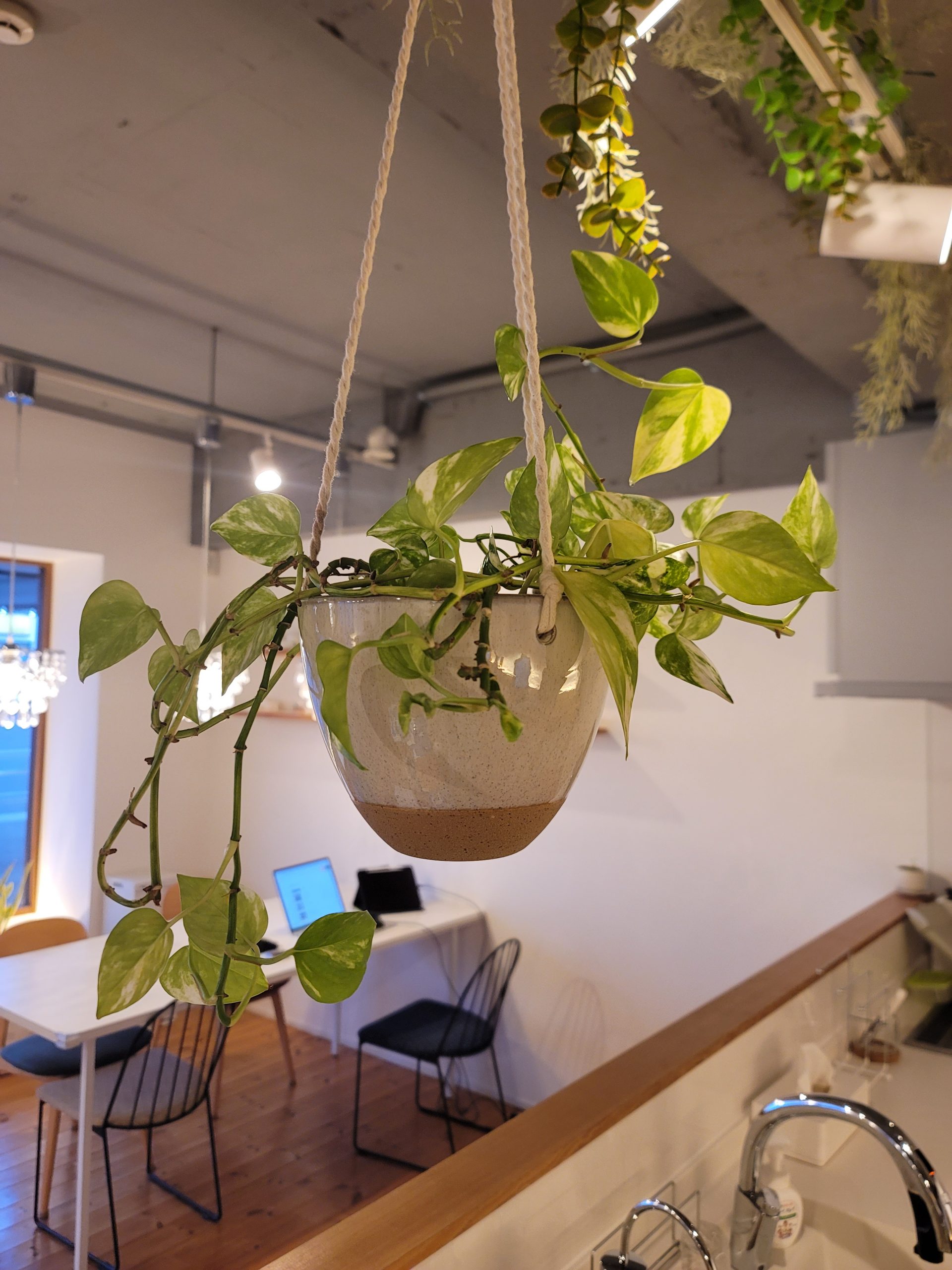 グランハウス‐グランハウス一級建築士事務所-可児スタジオ‐植栽-観葉植物-おすすめ植栽-ポトス