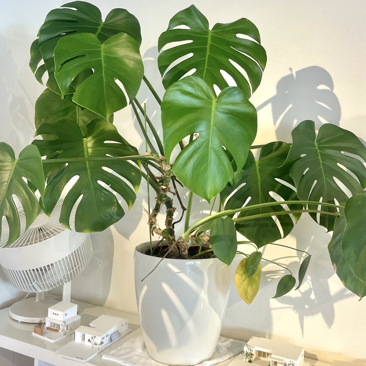 グランハウス‐グランハウス一級建築士事務所-可児スタジオ‐植栽-観葉植物-おすすめ植栽-モンステラ